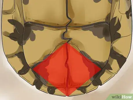 Image titled Sex Tortoises Step 4