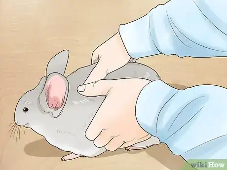 Image titled Let a Chinchilla out of its Cage Step 8