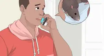 Treat Ear Infections in Rats