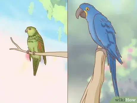 Image titled Identify Parrots Step 9