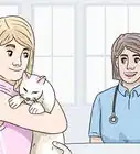 Feed a Diabetic Cat