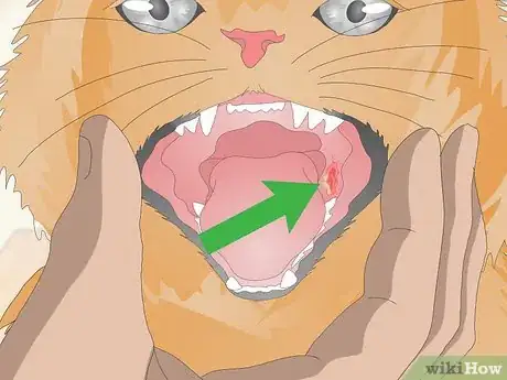 Image titled Treat Your Cat's Dental Problems Step 8