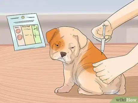 Image titled Start Walking Your Puppy Step 8