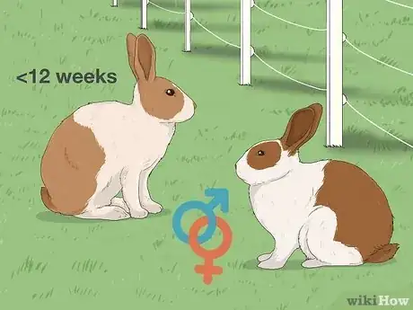 Image titled Determine the Sex of a Rabbit Step 1