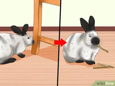 Image titled Care for Californian Rabbits Step 12