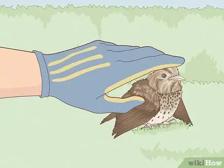 Image titled Help a Bird with a Broken Wing Step 1