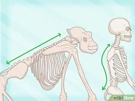 Image titled Identify Human Bones Step 8