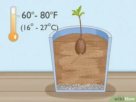 Image titled Grow Avocados as Houseplants Step 16