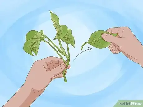 Image titled Propagate Your Plants Step 8