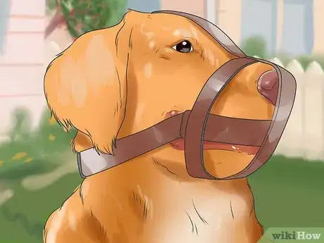 Image titled Make a Golden Retriever Stop Barking Step 4