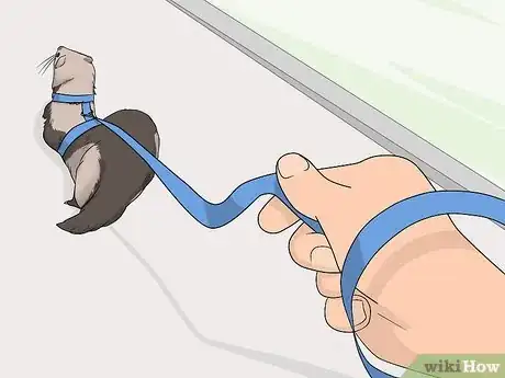 Image titled Train Your Ferret to Walk on a Leash Step 4