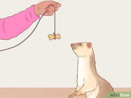 Image titled Play with a Pet Ferret Step 7