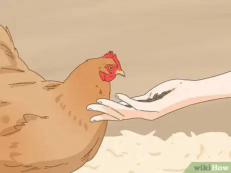 Image titled Tame a Chicken Step 8