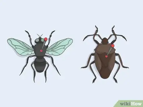 Image titled Prepare Insects for Pinning Step 11