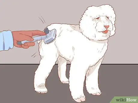 Image titled Full Scissor a Poodle by Hand Step 4