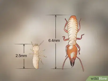 Image titled Identify Termite Larvae Step 3