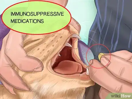 Image titled Diagnose Feline Stomatitis Step 8