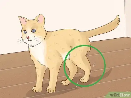 Image titled Handle Septic Arthritis in Cats Step 1