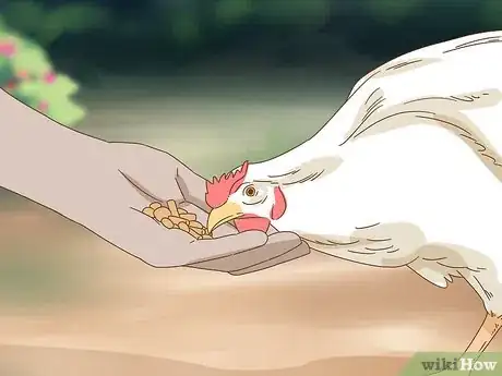 Image titled Hold a Chicken Step 1
