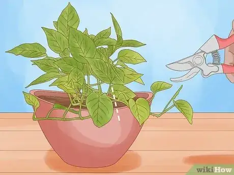 Image titled Propagate Your Plants Step 7