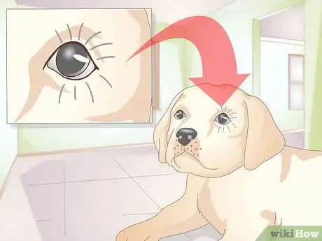 Image titled Treat Ingrown Eyelids in Dogs Step 8