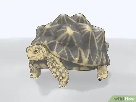Image titled Identify Turtles Step 10