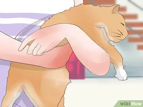 Image titled Perform CPR on a Cat Step 8