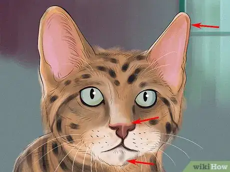Image titled Identify a Toyger Step 3