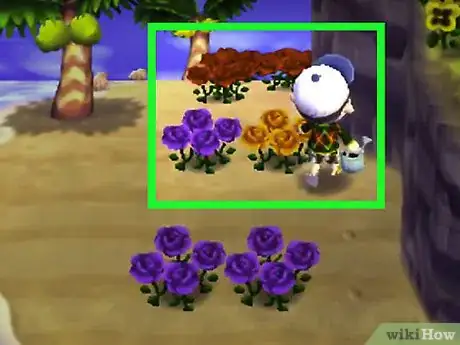 Image titled Get Blue Roses and Purple Pansies in Animal Crossing_ New Leaf Step 3