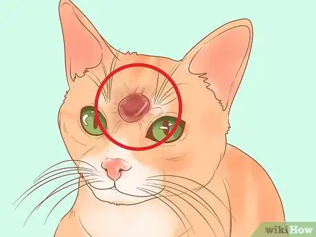 Image titled Recognize Skin Cancer in Cats Step 9