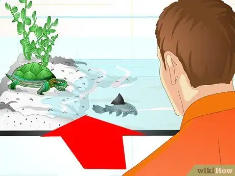 Image titled Put a Sucker Fish in a Tank With a Turtle Step 13