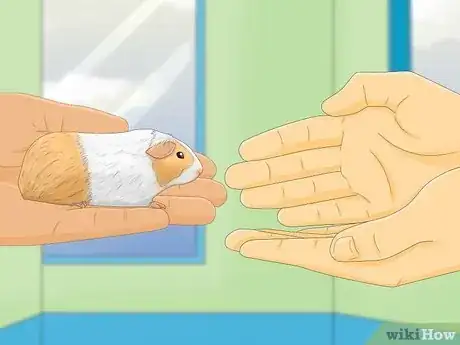 Image titled Make Your Guinea Pig Less Shy Step 8
