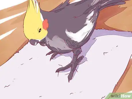 Image titled Tame a Cockatiel Step 15