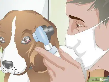 Image titled Treat Ingrown Eyelids in Dogs Step 5