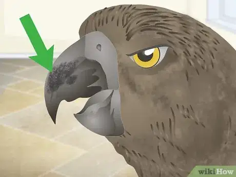 Image titled Spot Beak Problems in a Senegal Parrot Step 6