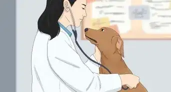 Treat Fever in Dogs