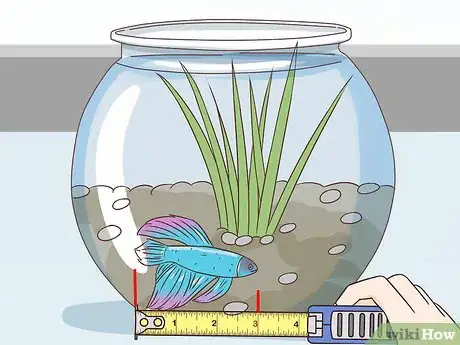 Image titled Tell How Old a Betta Fish Is Step 1