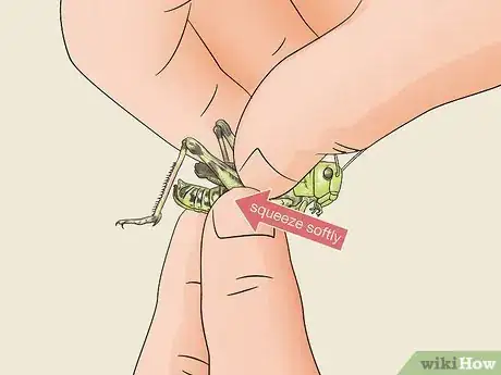 Image titled Determine the Sex of a Grasshopper Step 2