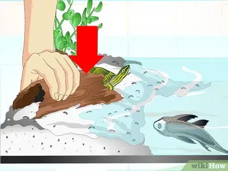 Image titled Put a Sucker Fish in a Tank With a Turtle Step 15
