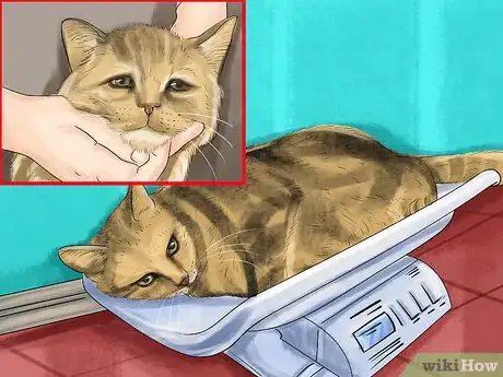 Image titled Diagnose Feline Stomatitis Step 2