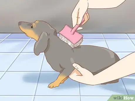 Image titled Take Care of a Dachshund Step 12
