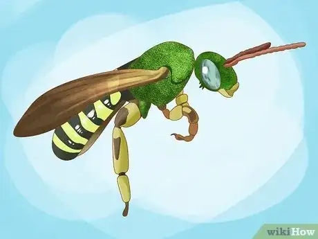 Image titled Get Rid of Sweat Bees Step 1