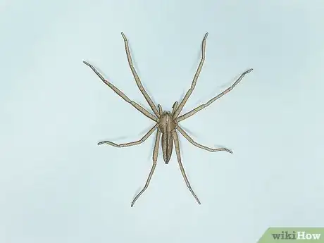 Image titled Identify a Nursery Web Spider Step 4
