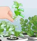 Grow Hydroponic Vegetables