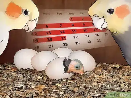Image titled Breed Cockatiels Step 12