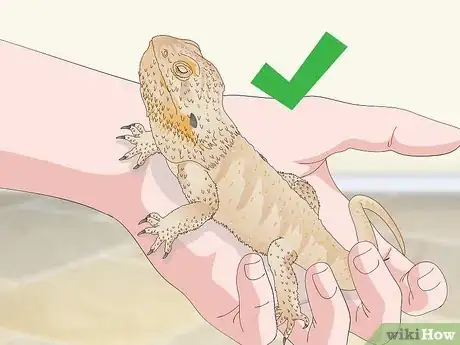 Image titled Pet a Bearded Dragon Step 12