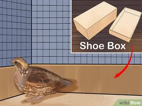 Image titled Keep Multiple Button Quail Step 4