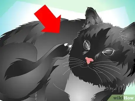 Image titled Care for Your Cat's Coat Step 11