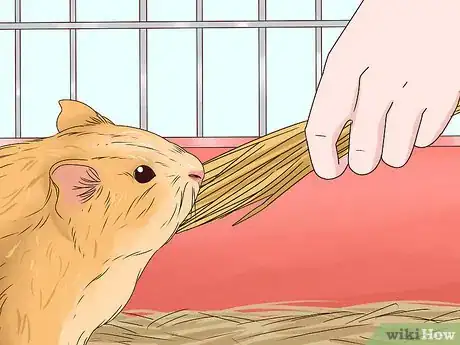 Image titled Feed a Guinea Pig Step 1