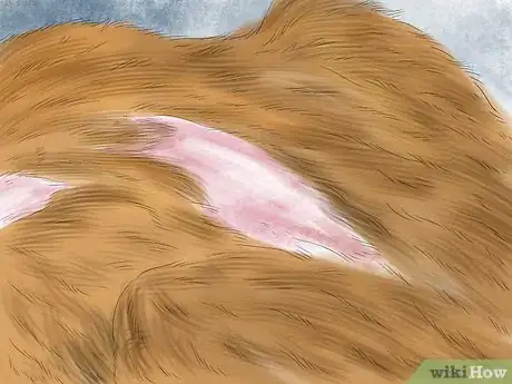 Image titled Diagnose Feline Skin Problems Step 4